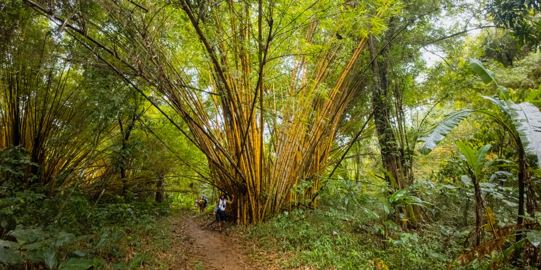 Randonnée dans la jungle