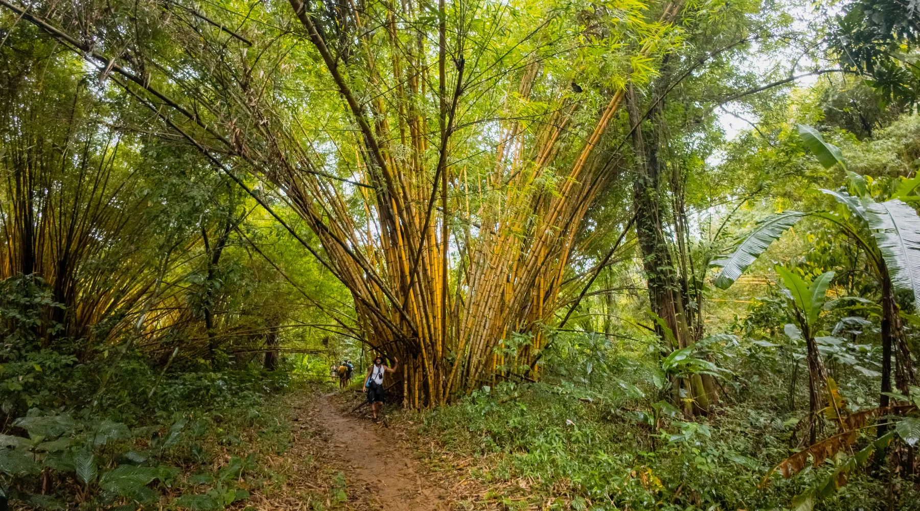 Randonnée dans la jungle à San Blas, au Panama