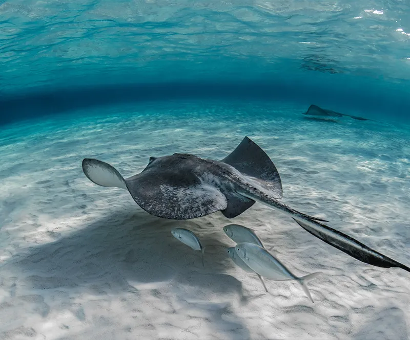 Snorkel en San Blas, Panamá