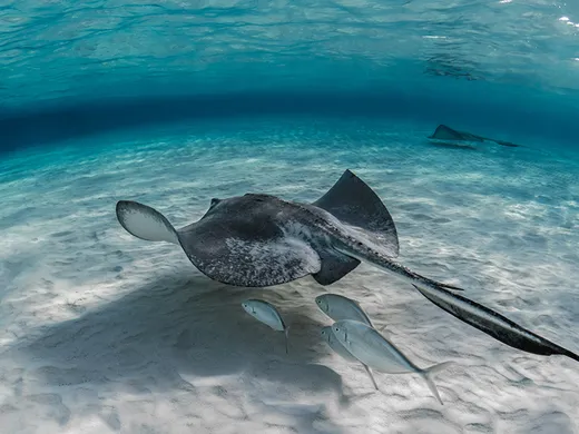 Snorkeling a San Blas, Panama